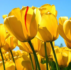 Meet your Posher, Sheila